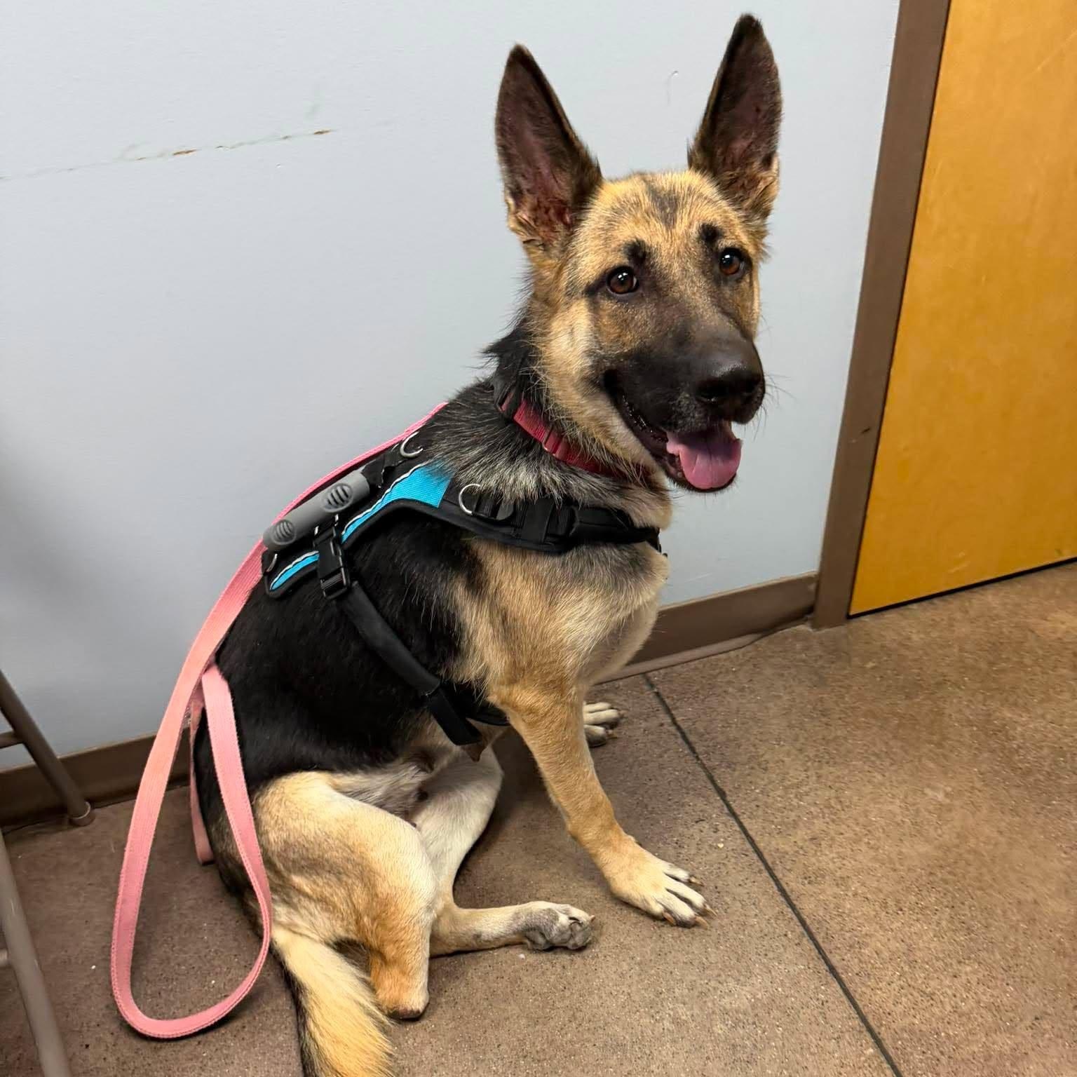 Molly, adopted, Adult Female German Shepherd Dog.