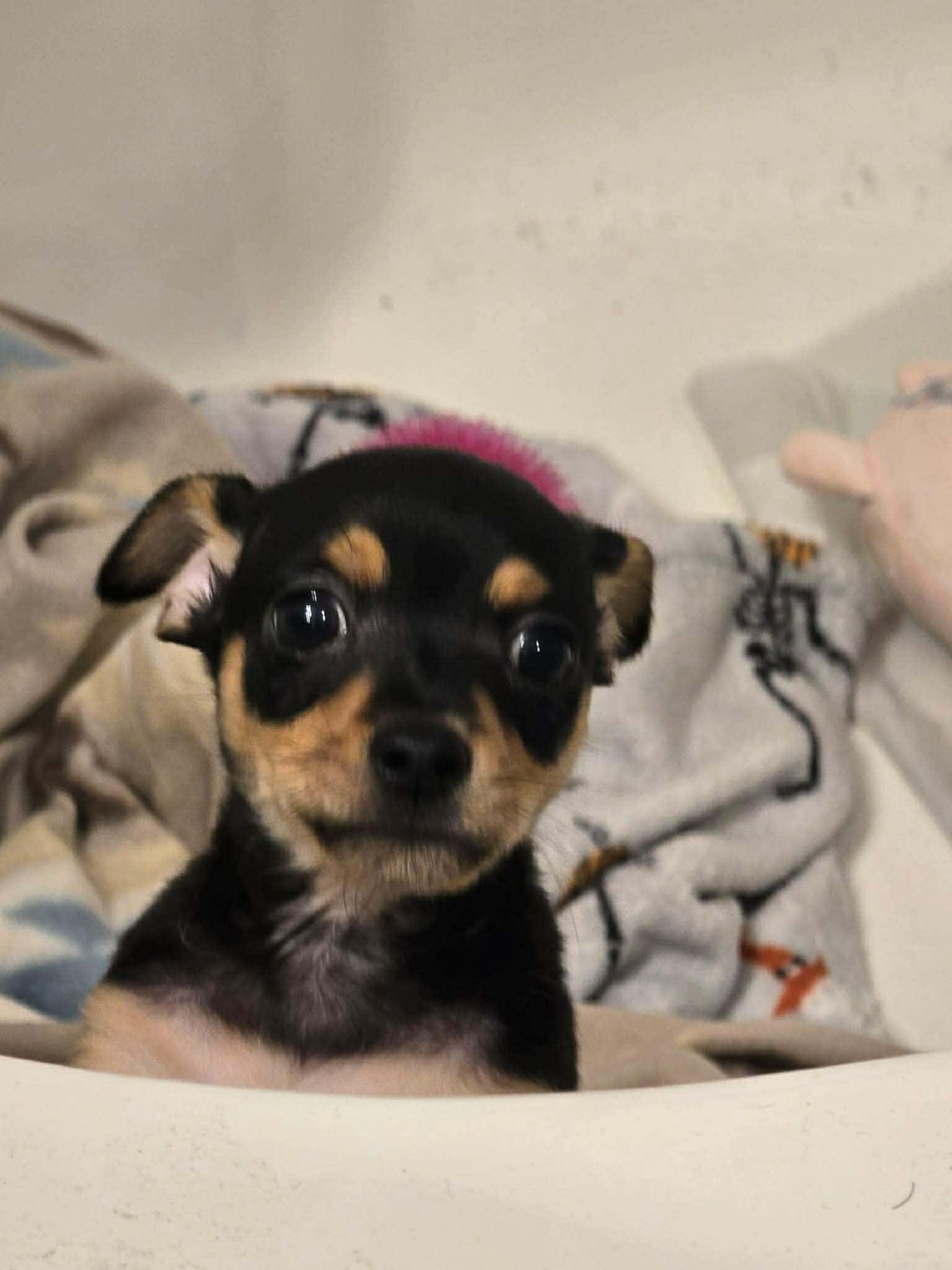 Tater, an adopted mixed breed in Wichita Falls, TX image 2/2