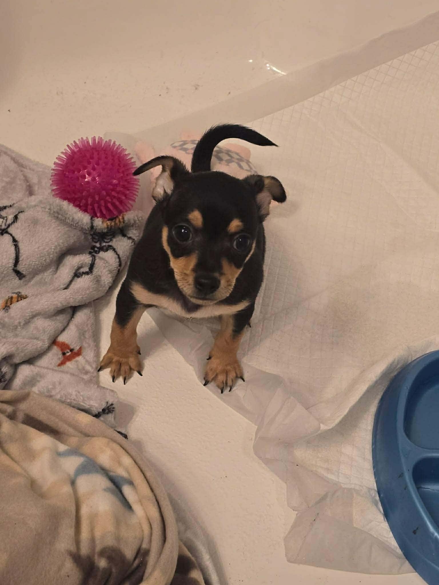 Tater, adopted, Puppy Male Chihuahua.