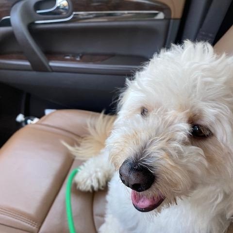 Mitch, an adoptable Maltipoo, Havanese in Lake Forest, CA, 92630 | Photo Image 3