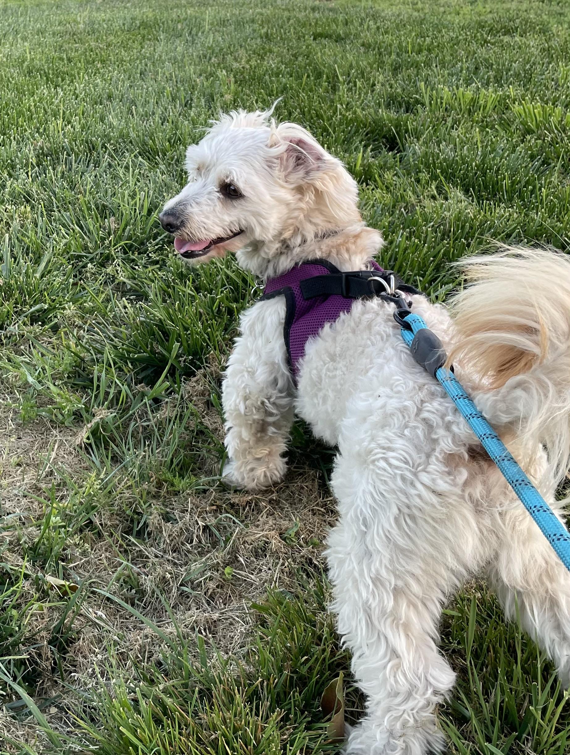 Mitch, an adoptable Maltipoo, Havanese in Lake Forest, CA, 92630 | Photo Image 5