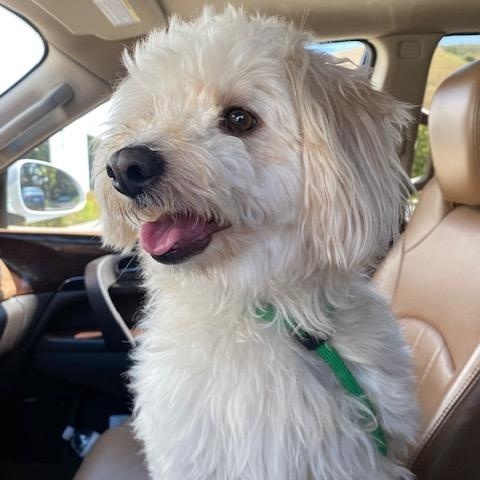 Mitch, an adoptable Maltipoo, Havanese in Lake Forest, CA, 92630 | Photo Image 2