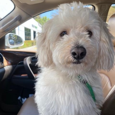 Mitch, an adoptable Maltipoo, Havanese in Lake Forest, CA, 92630 | Photo Image 1