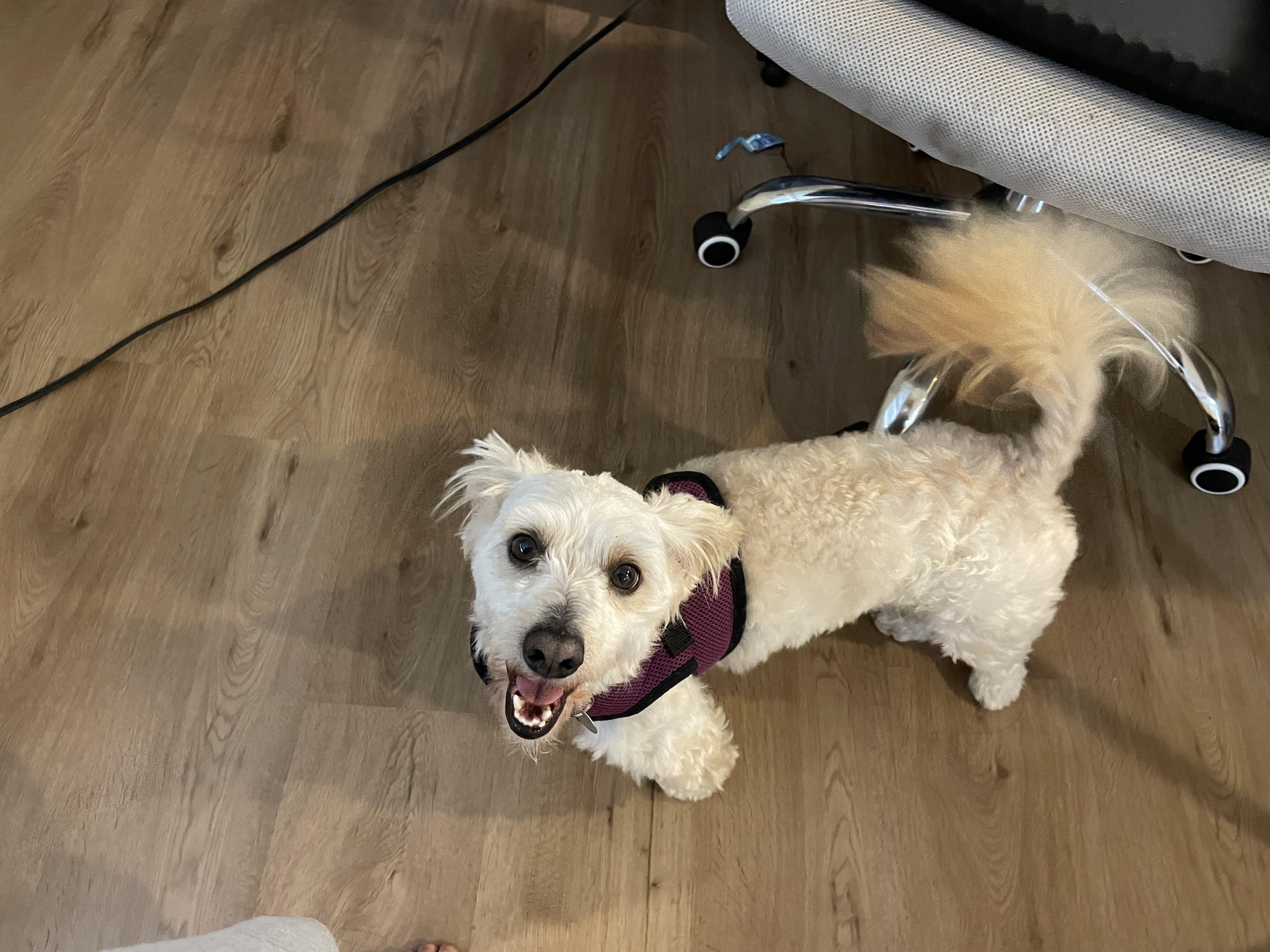 Mitch, an adoptable Maltipoo, Havanese in Lake Forest, CA, 92630 | Photo Image 4