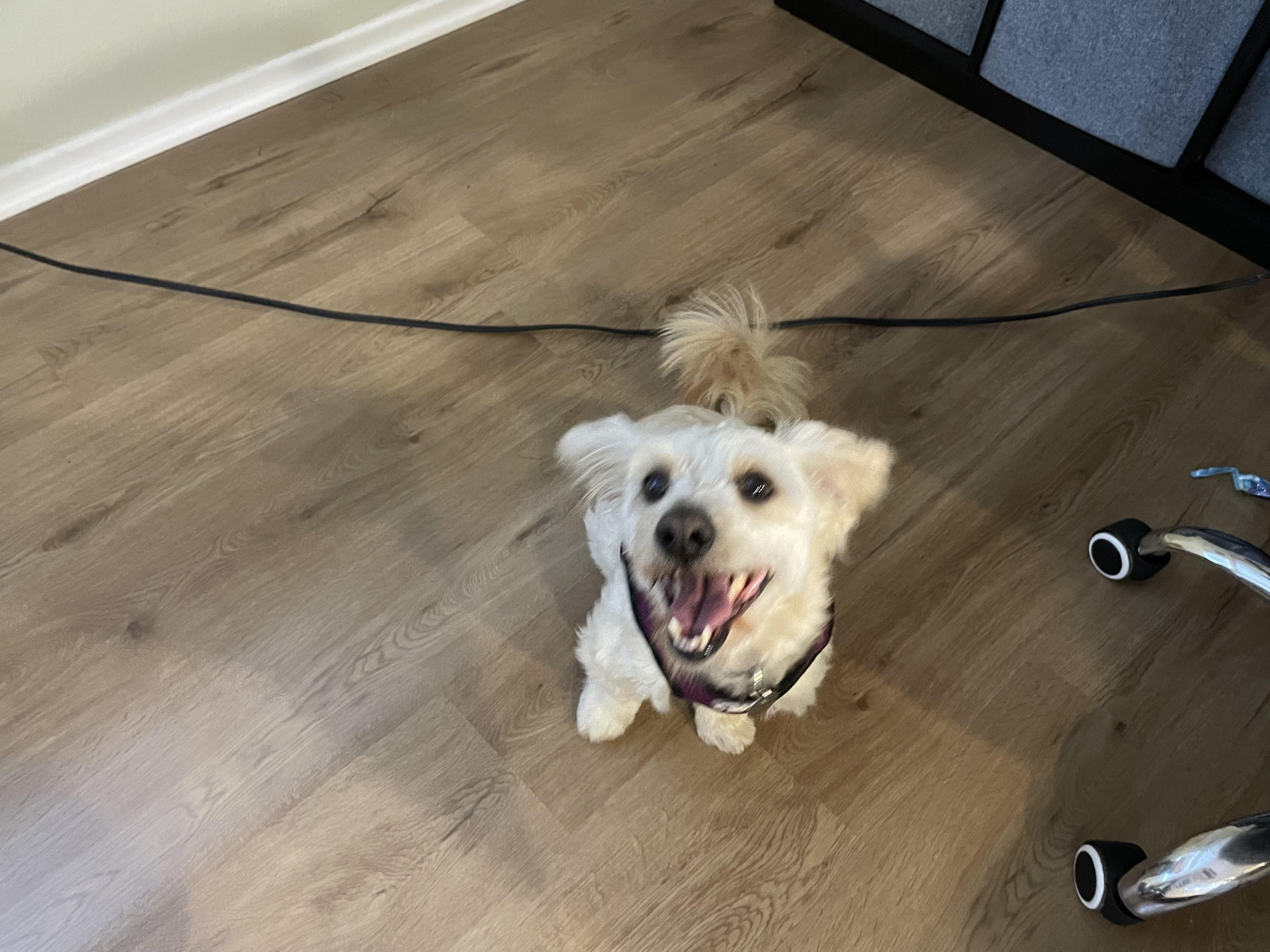 Mitch, an adoptable Maltipoo, Havanese in Lake Forest, CA, 92630 | Photo Image 6