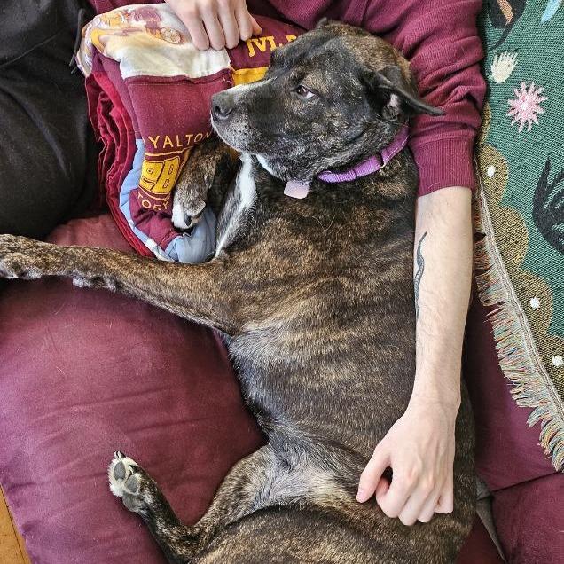 Baby Girl--In Foster, a Adoptable Pit Bull Terrier in Fargo, ND image 1/6