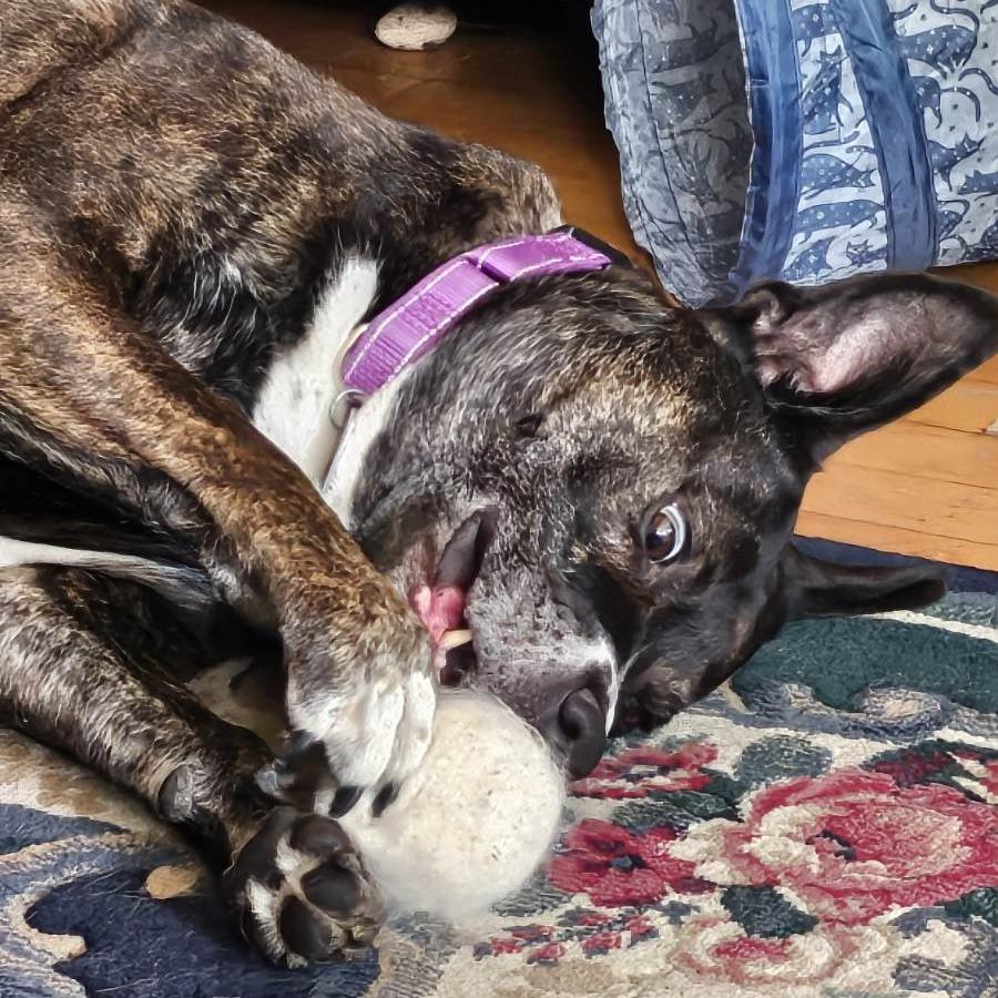 Baby Girl--In Foster, a Adoptable Pit Bull Terrier in Fargo, ND image 3/6
