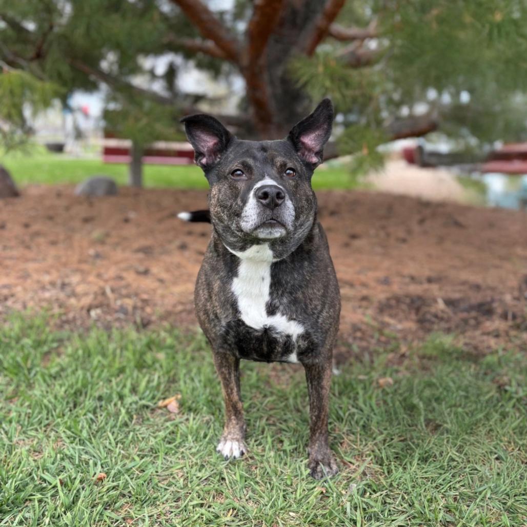 Baby Girl--In Foster, a Adoptable Pit Bull Terrier in Fargo, ND image 4/6