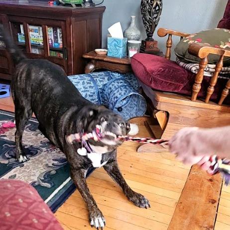 Baby Girl--In Foster, a Adoptable Pit Bull Terrier in Fargo, ND image 5/6