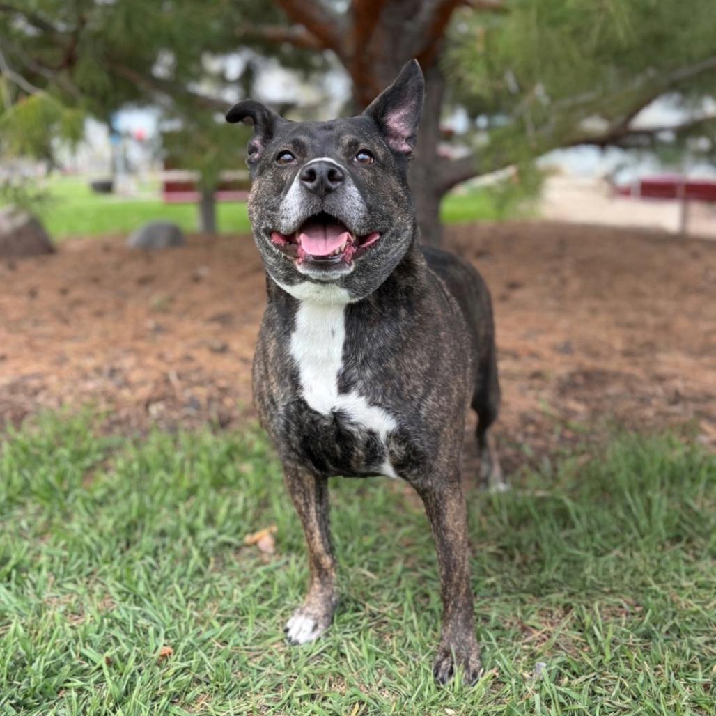 Baby Girl--In Foster, a Adoptable Pit Bull Terrier in Fargo, ND image 6/6