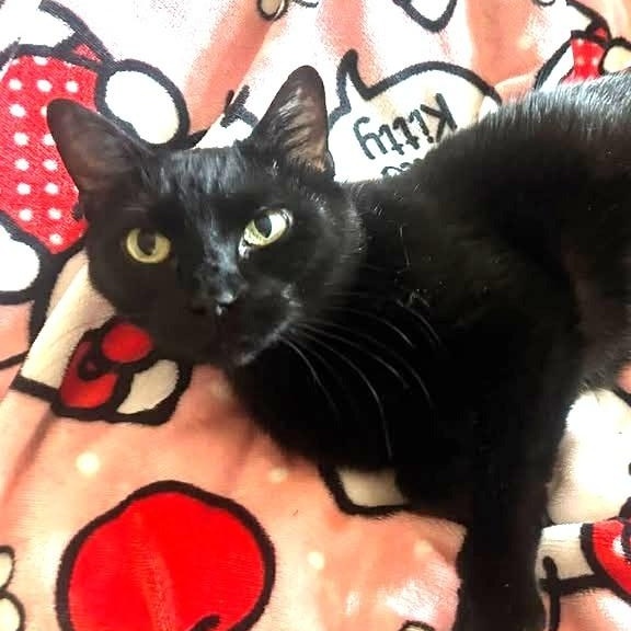 Salem, ADOPTABLE, Adult Female Domestic Short Hair.