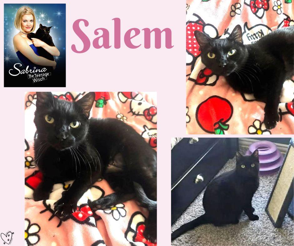 Enlarge Salem, a ADOPTABLE Domestic Short Hair in Keller, TX image 2/6