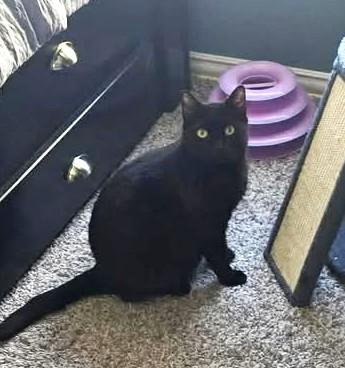 Enlarge Salem, a ADOPTABLE Domestic Short Hair in Keller, TX image 5/6