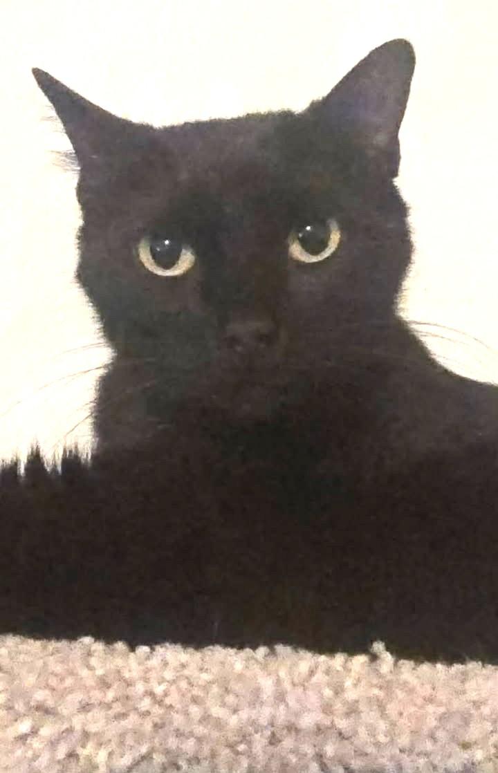 Enlarge Salem, a ADOPTABLE Domestic Short Hair in Keller, TX image 4/6