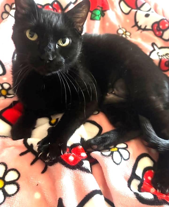 Enlarge Salem, a ADOPTABLE Domestic Short Hair in Keller, TX image 3/6