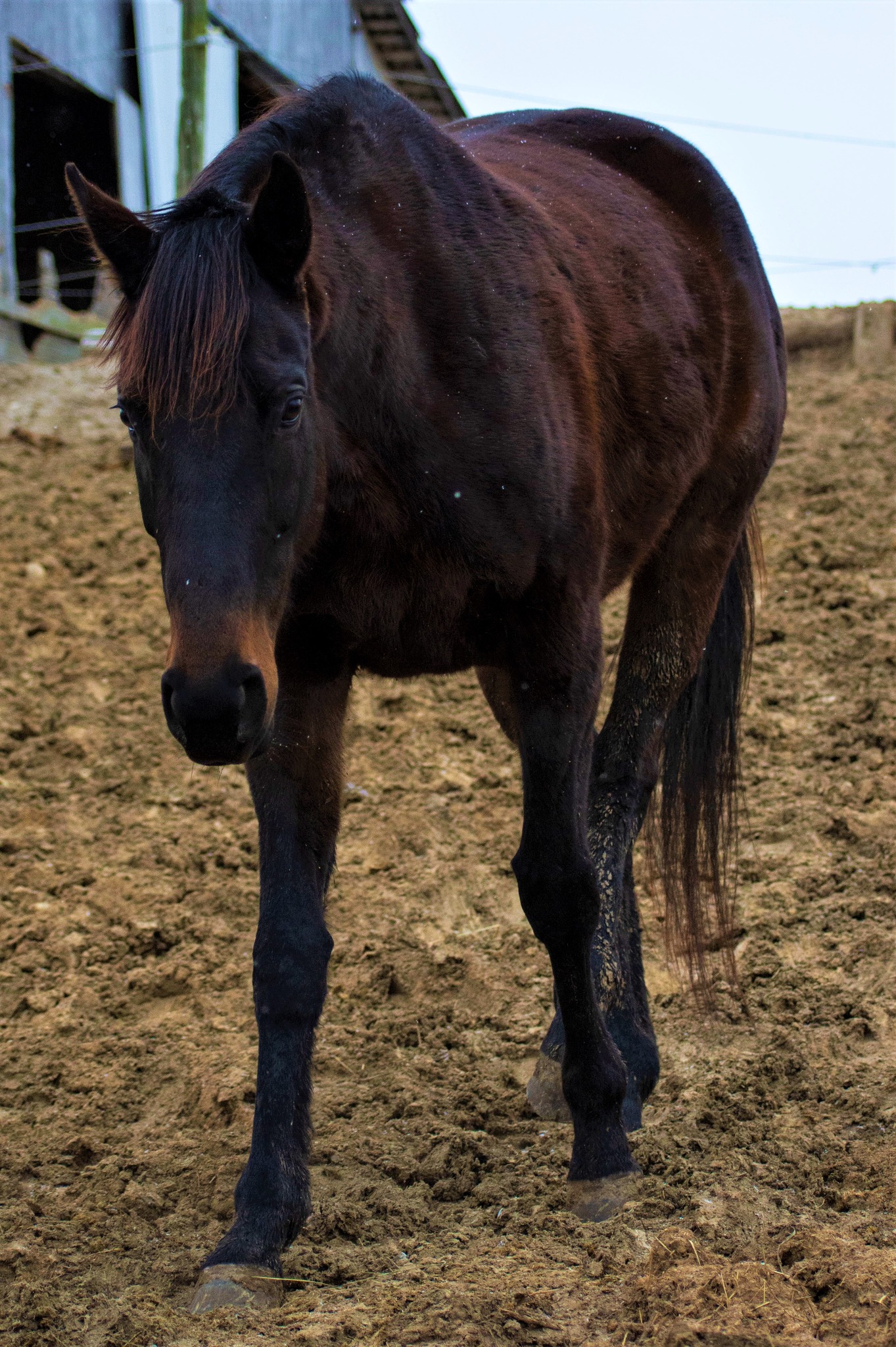 Garnet photo 5
