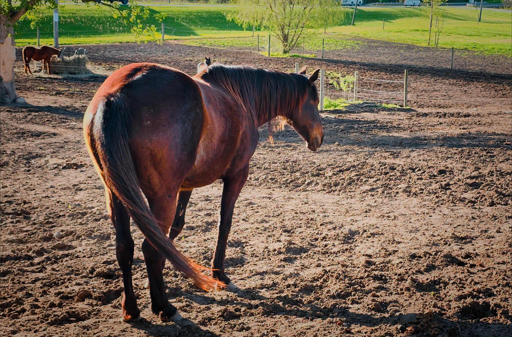 Garnet, Adult Female Thoroughbred