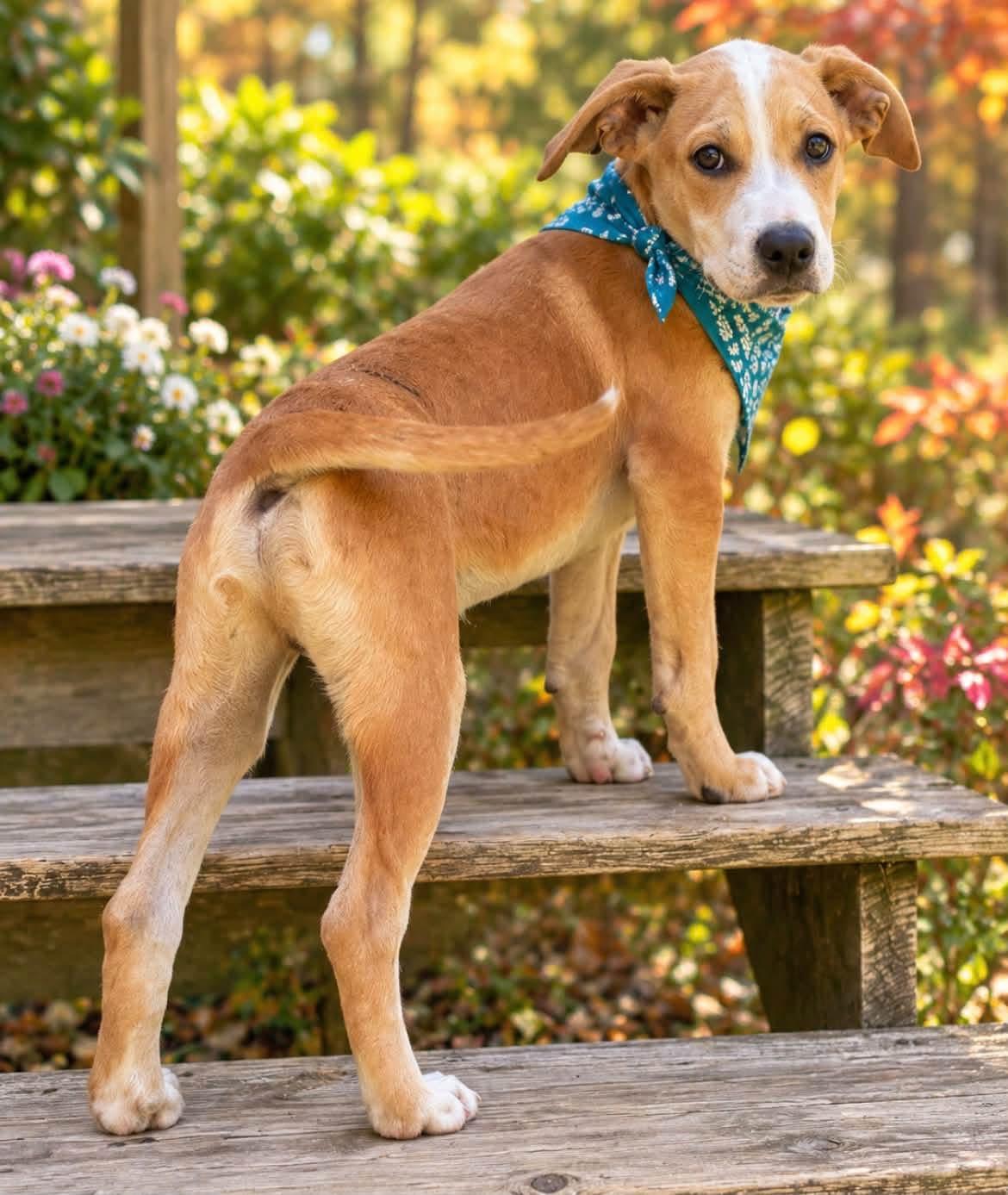 Enlarge Walter, a Adoptable mixed breed in Hico, WV image 3/3