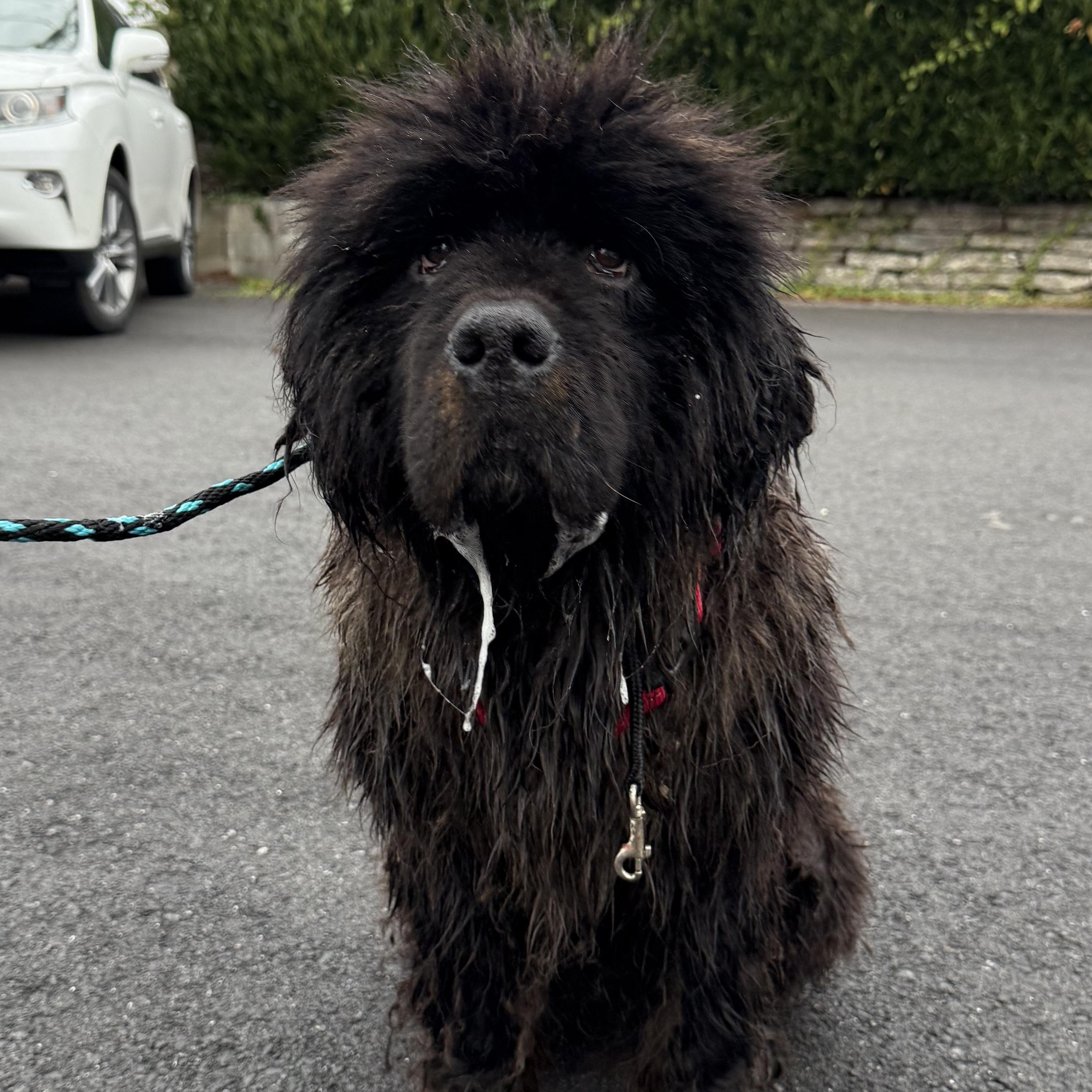 Enlarge Rachel, a Adoptable Tibetan Mastiff in Ferndale, WA image 3/5