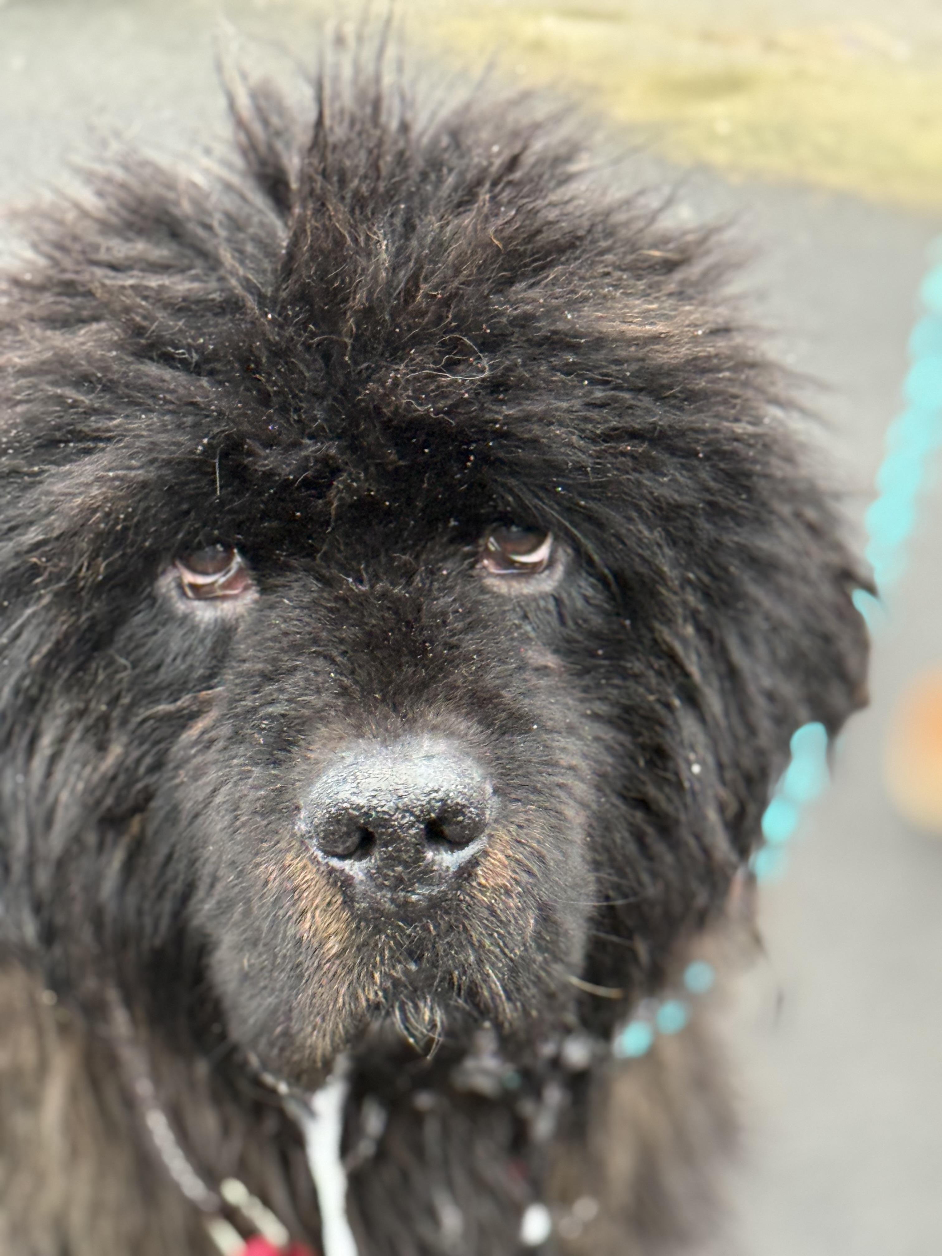 Enlarge Rachel, a Adoptable Tibetan Mastiff in Ferndale, WA image 4/5