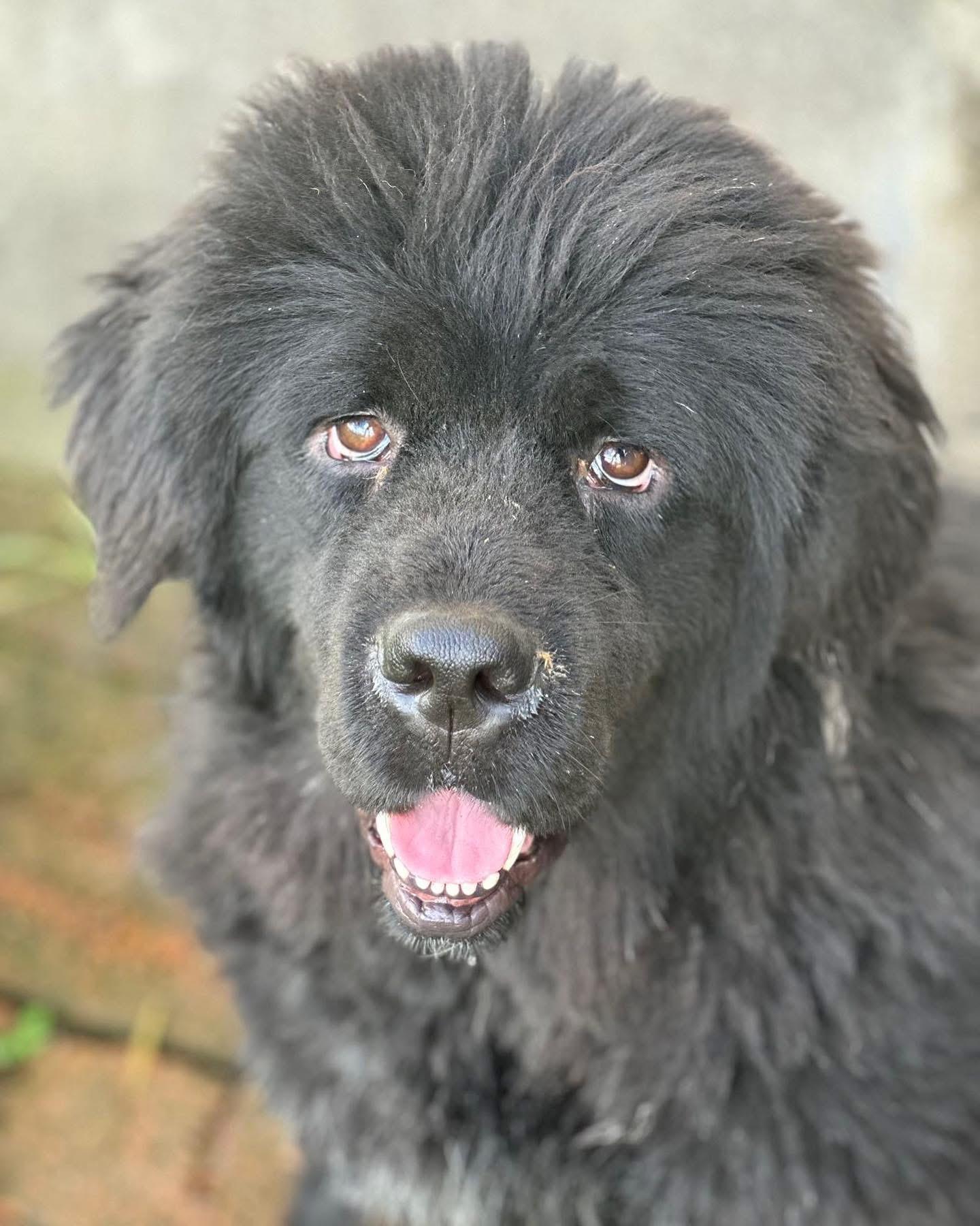 Enlarge Rachel, a Adoptable Tibetan Mastiff in Ferndale, WA image 1/5