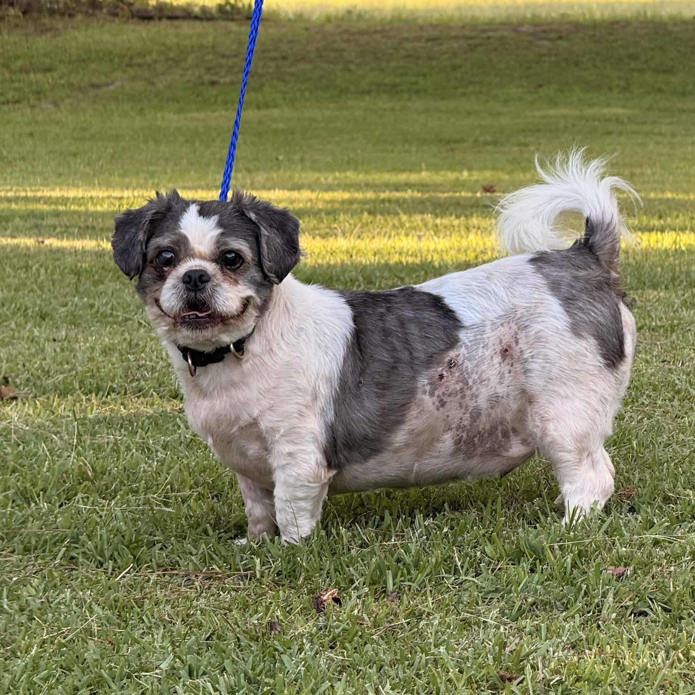 Enlarge Chump, a ADOPTABLE Shih Tzu in Texarkana, TX image 2/6