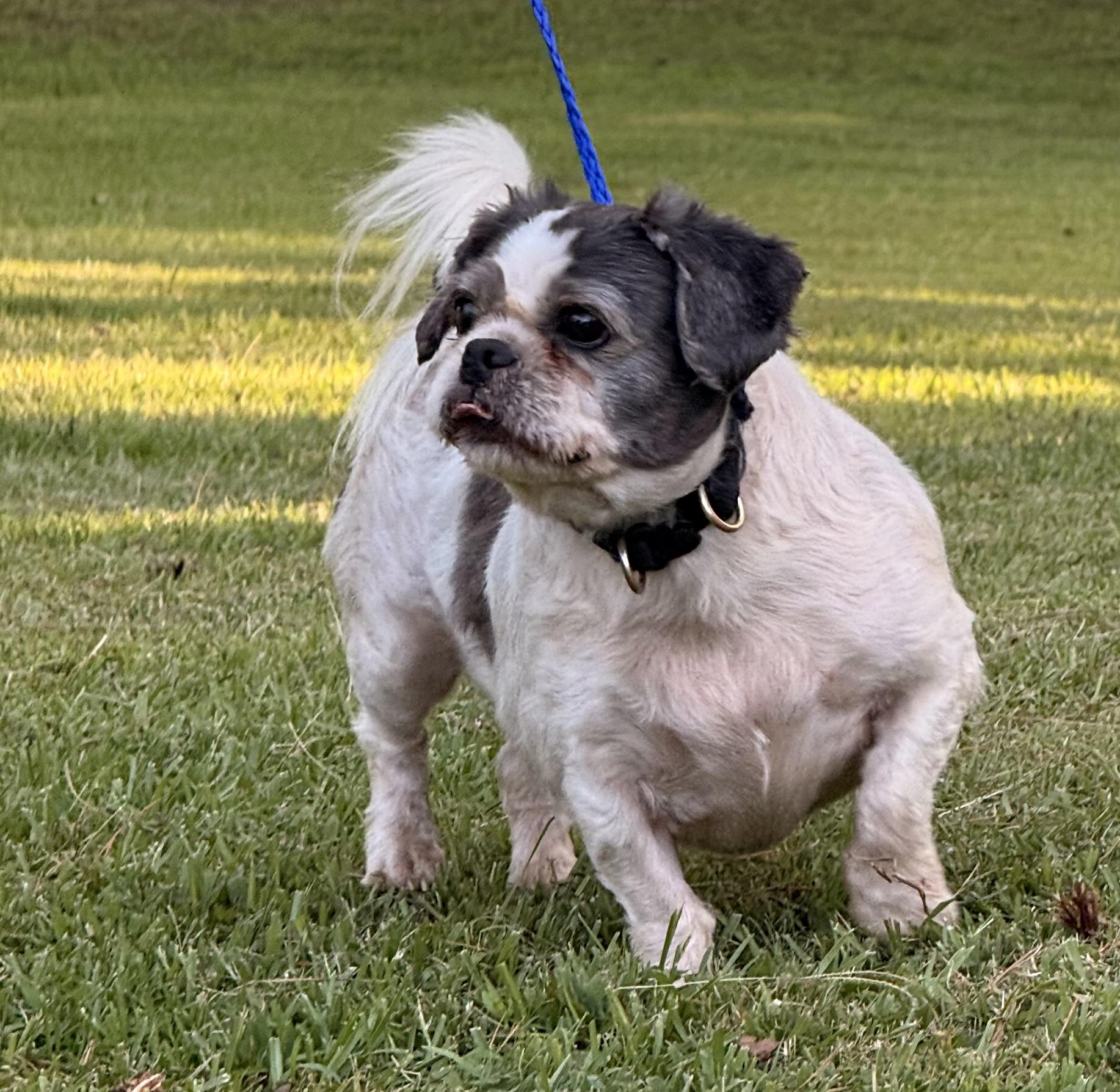 Enlarge Chump, a ADOPTABLE Shih Tzu in Texarkana, TX image 3/6