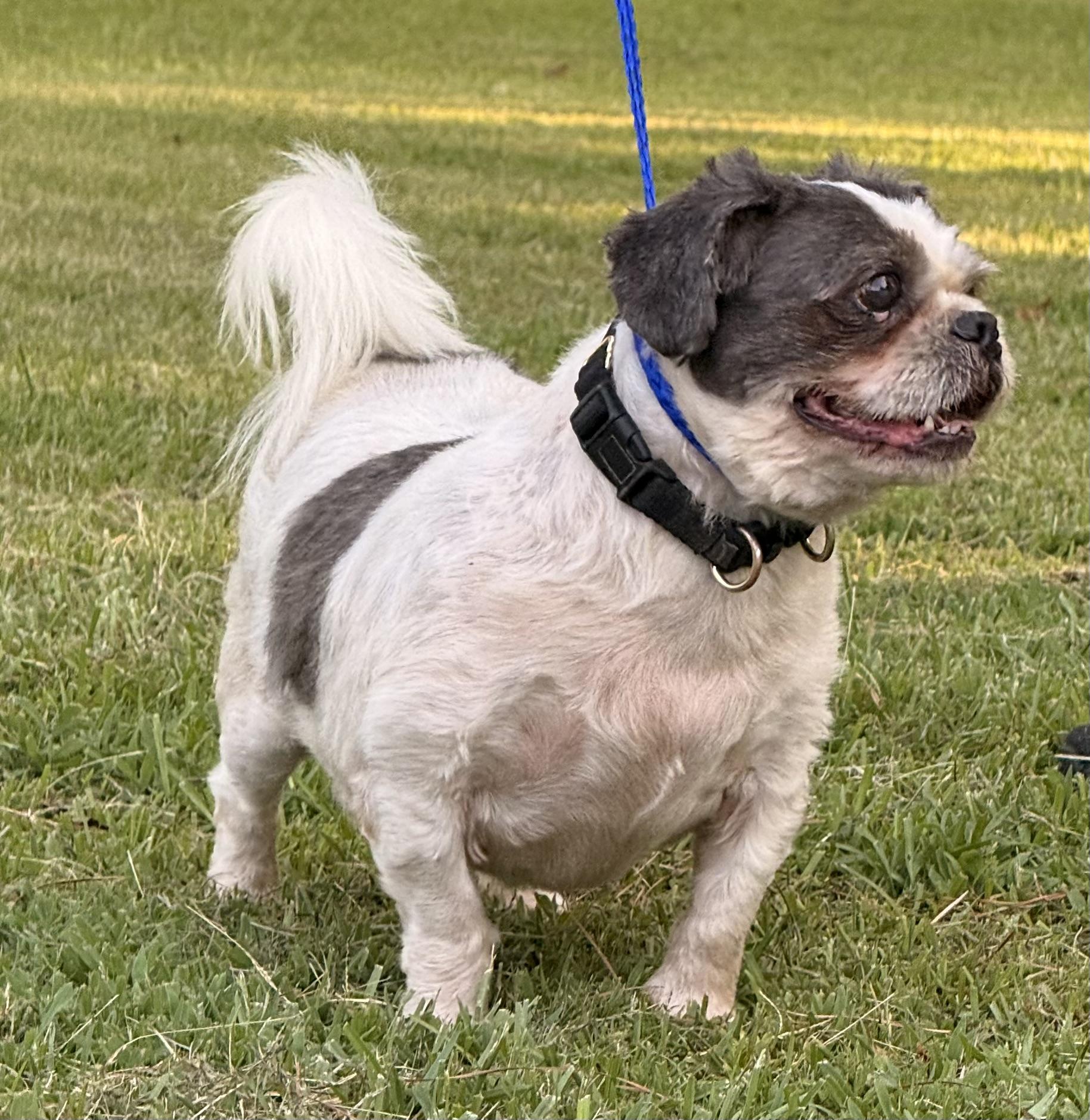 Enlarge Chump, a ADOPTABLE Shih Tzu in Texarkana, TX image 6/6
