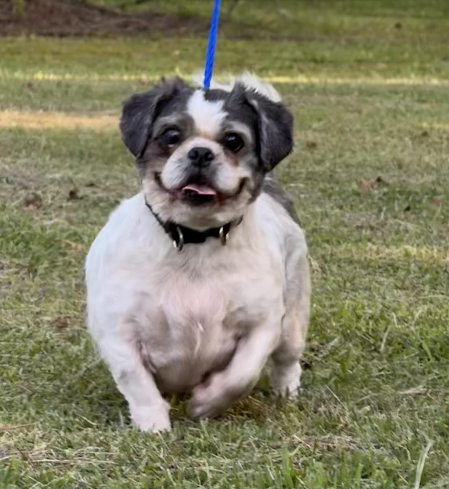 Enlarge Chump, a ADOPTABLE Shih Tzu in Texarkana, TX image 4/6