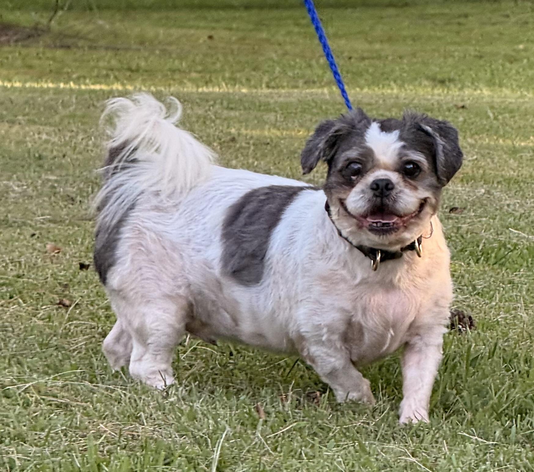 Chump, ADOPTABLE, Senior Male Shih Tzu.