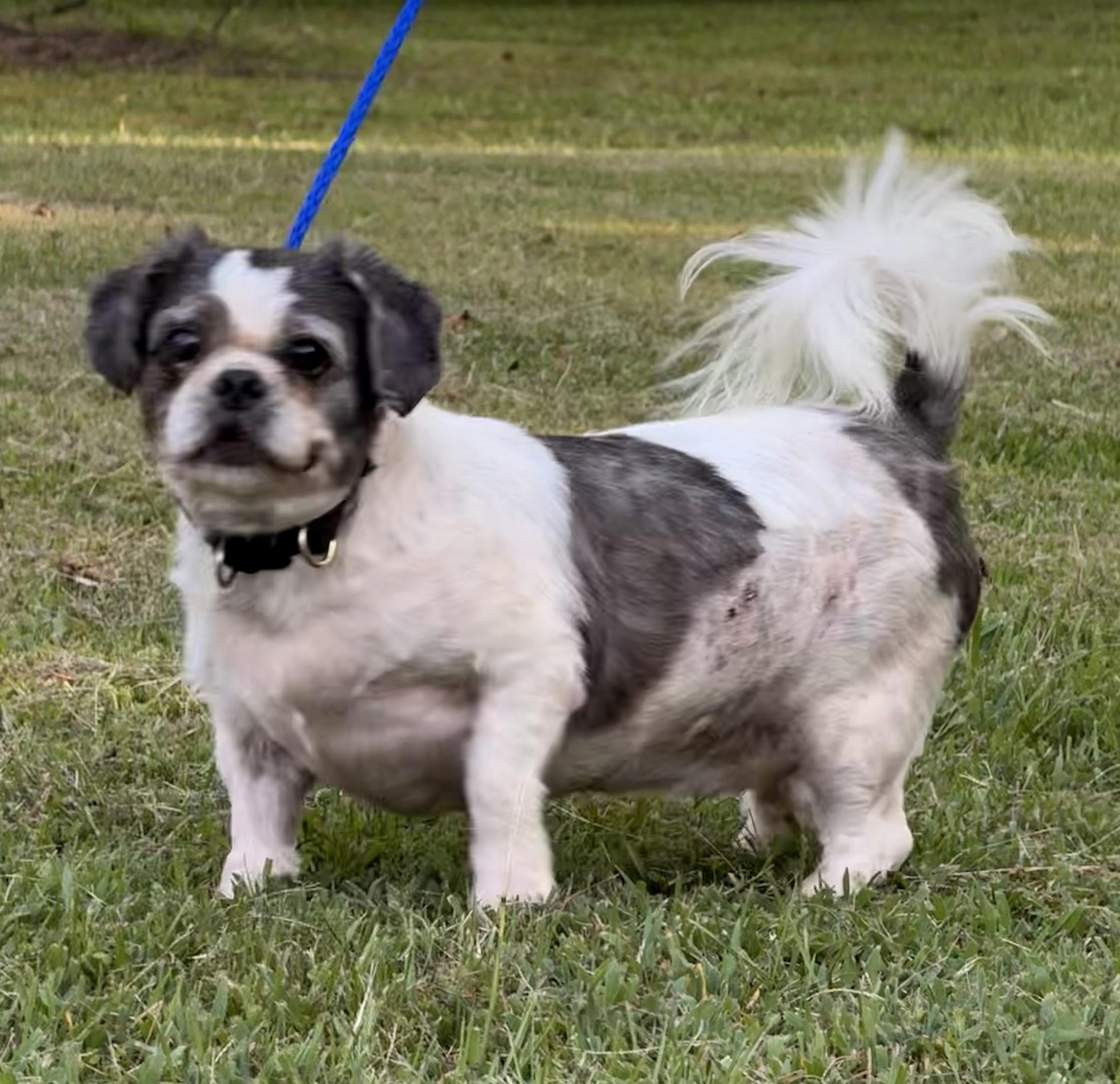 Enlarge Chump, a ADOPTABLE Shih Tzu in Texarkana, TX image 5/6