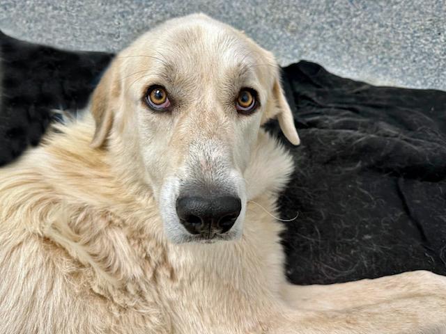 JOEY — thumbnail 2