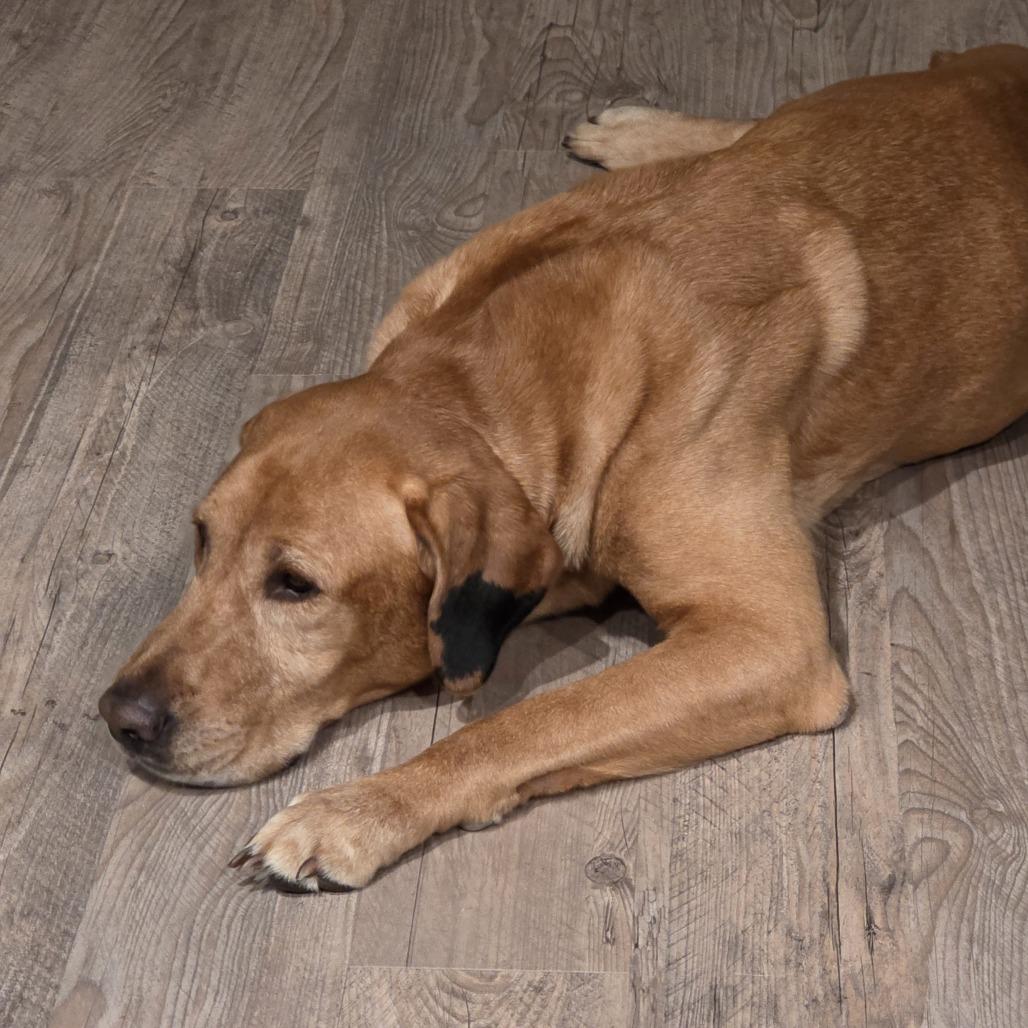 Marshall — thumbnail 2