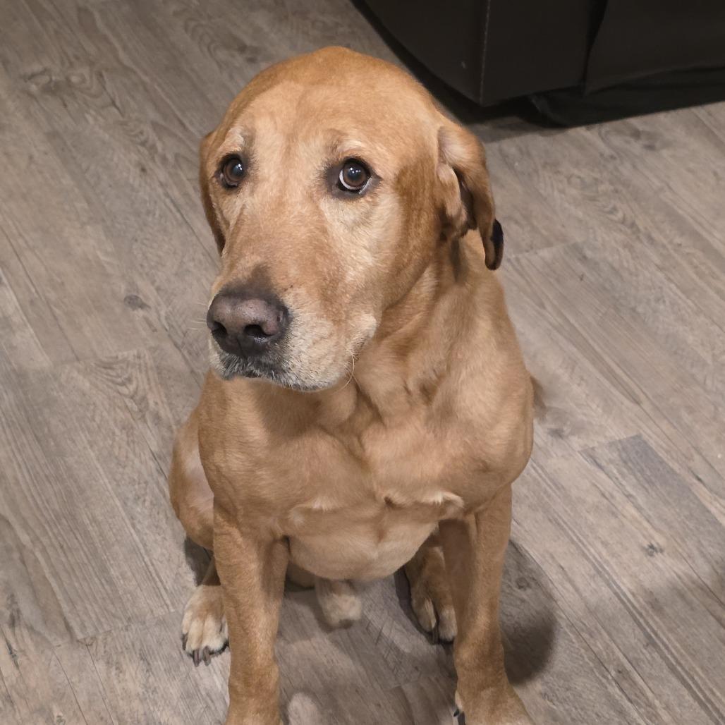 Marshall — thumbnail 3