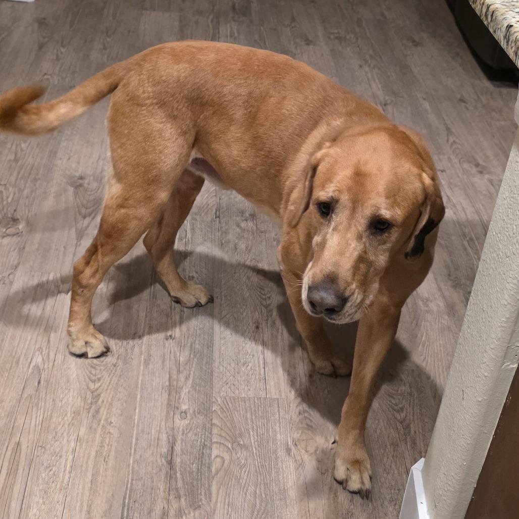 Marshall — thumbnail 4