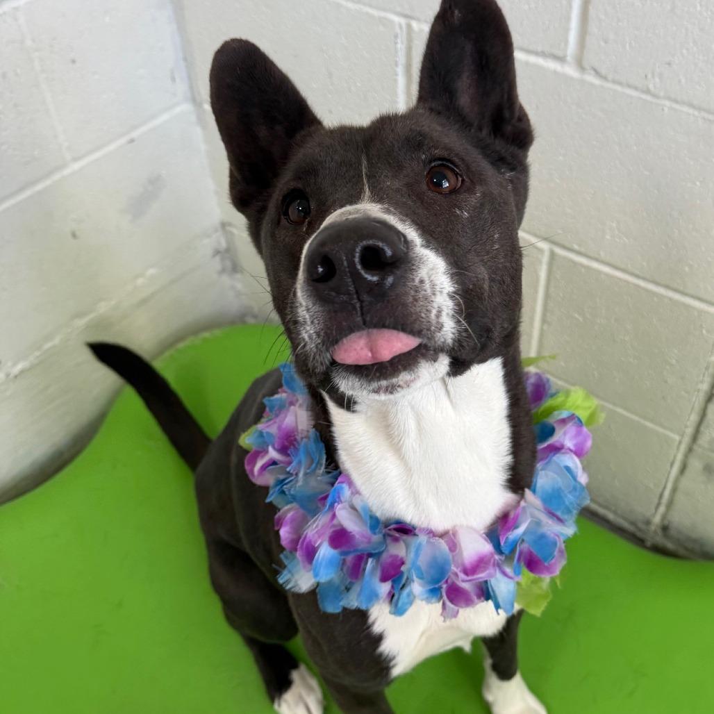 Enlarge Venus, a Adoptable Mixed Breed in Las Cruces, NM image 1/6