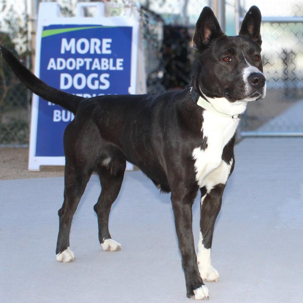 Enlarge Venus, a Adoptable Mixed Breed in Las Cruces, NM image 2/6