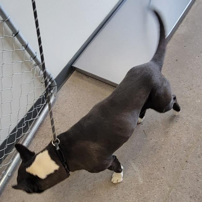 Enlarge Venus, a Adoptable Mixed Breed in Las Cruces, NM image 3/6