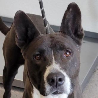 Enlarge Venus, a Adoptable Mixed Breed in Las Cruces, NM image 4/6