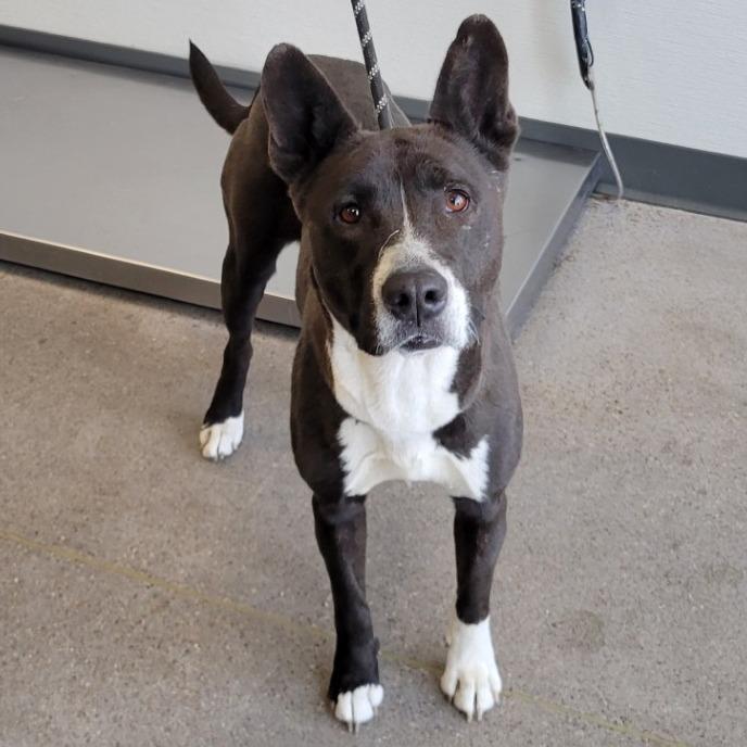 Enlarge Venus, a Adoptable Mixed Breed in Las Cruces, NM image 5/6