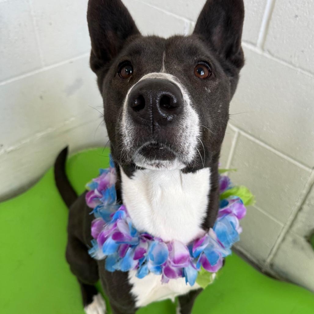 Enlarge Venus, a Adoptable Mixed Breed in Las Cruces, NM image 6/6
