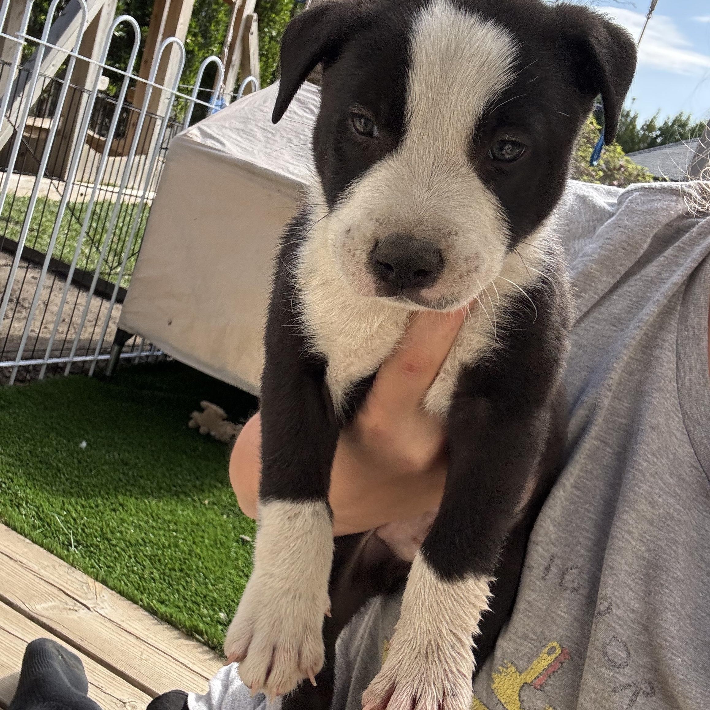 Peter, a Adoptable Mixed Breed in Burbank, CA image 2/5