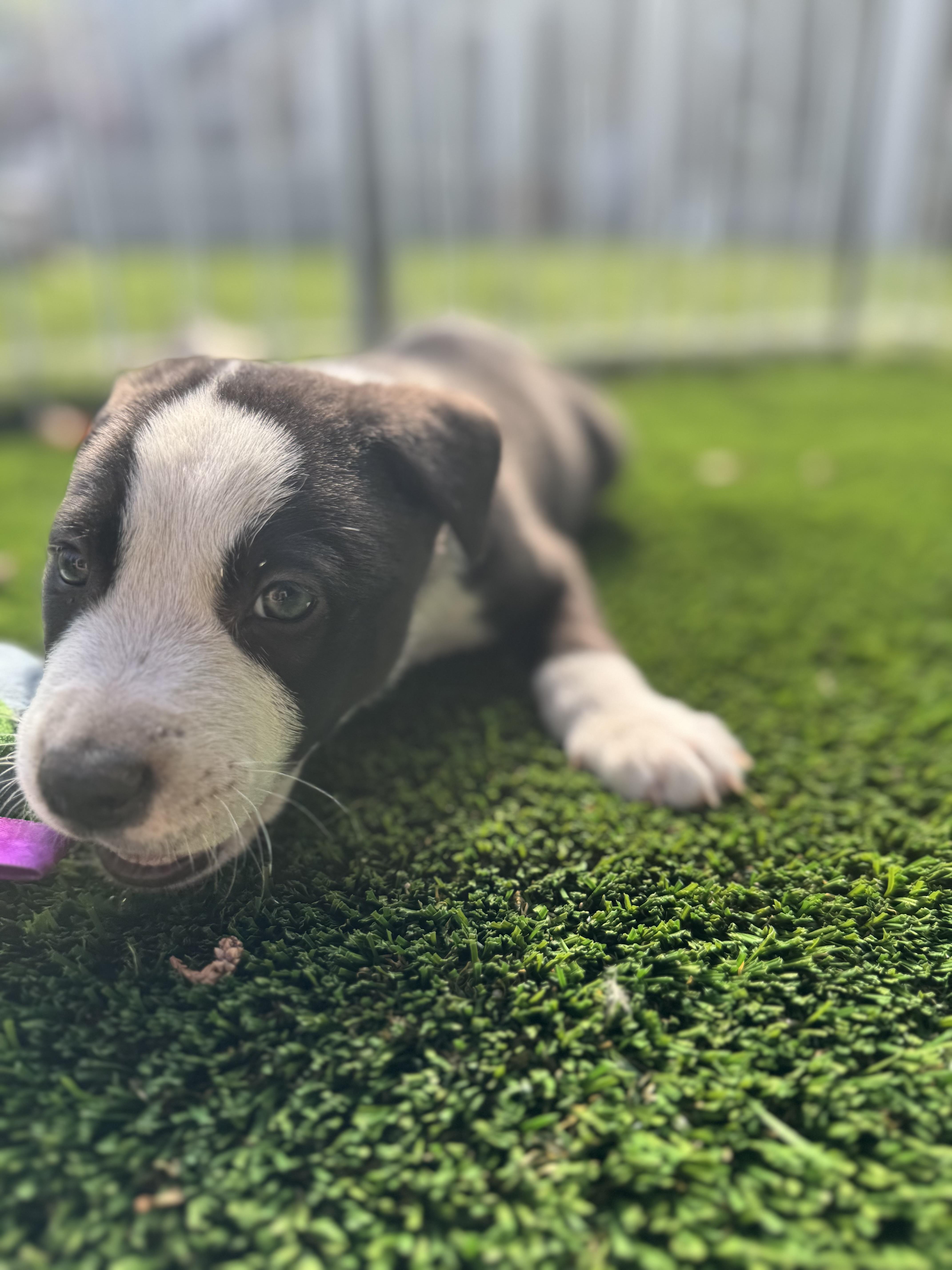 Peter, a Adoptable Mixed Breed in Burbank, CA image 4/5