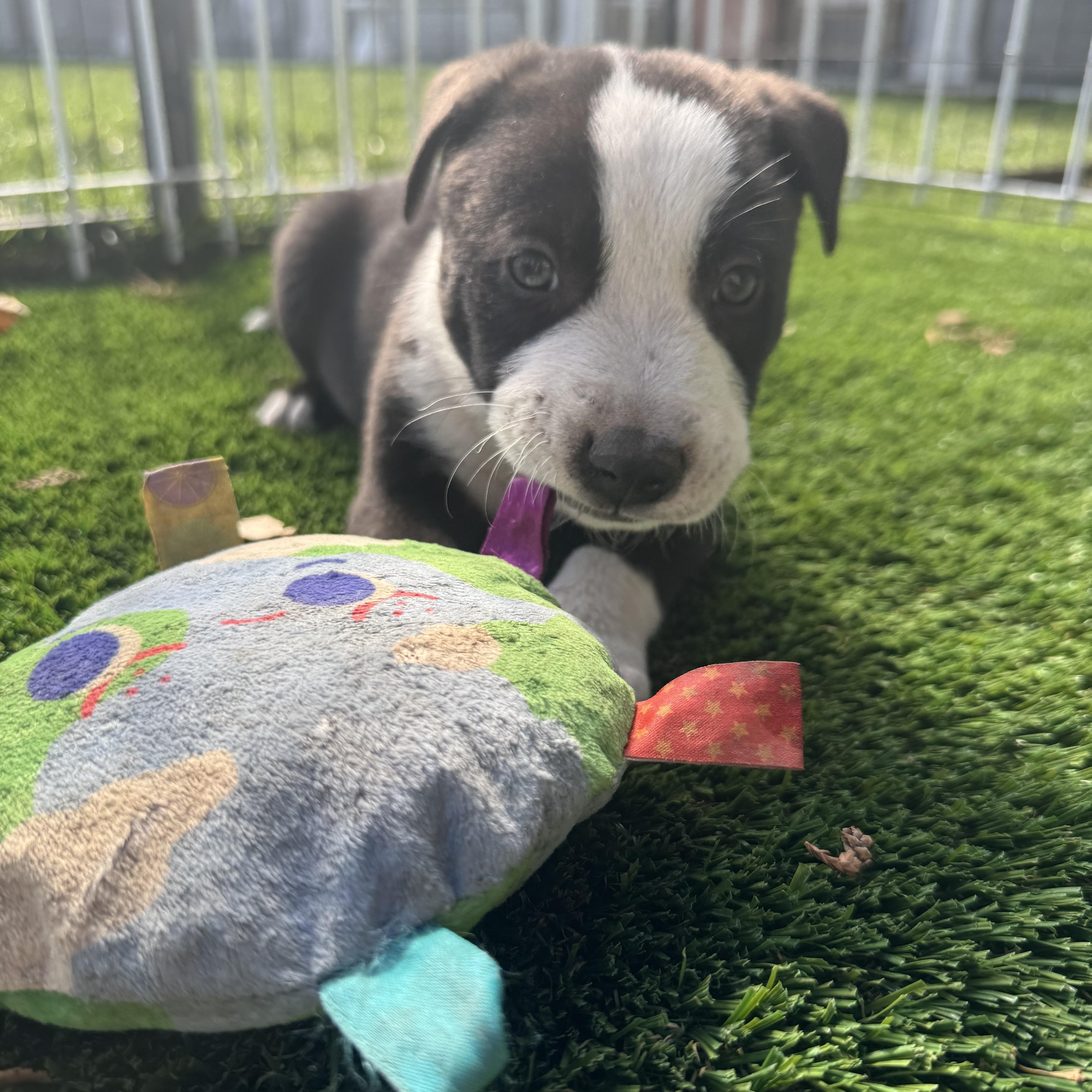 Peter, a Adoptable Mixed Breed in Burbank, CA image 3/5