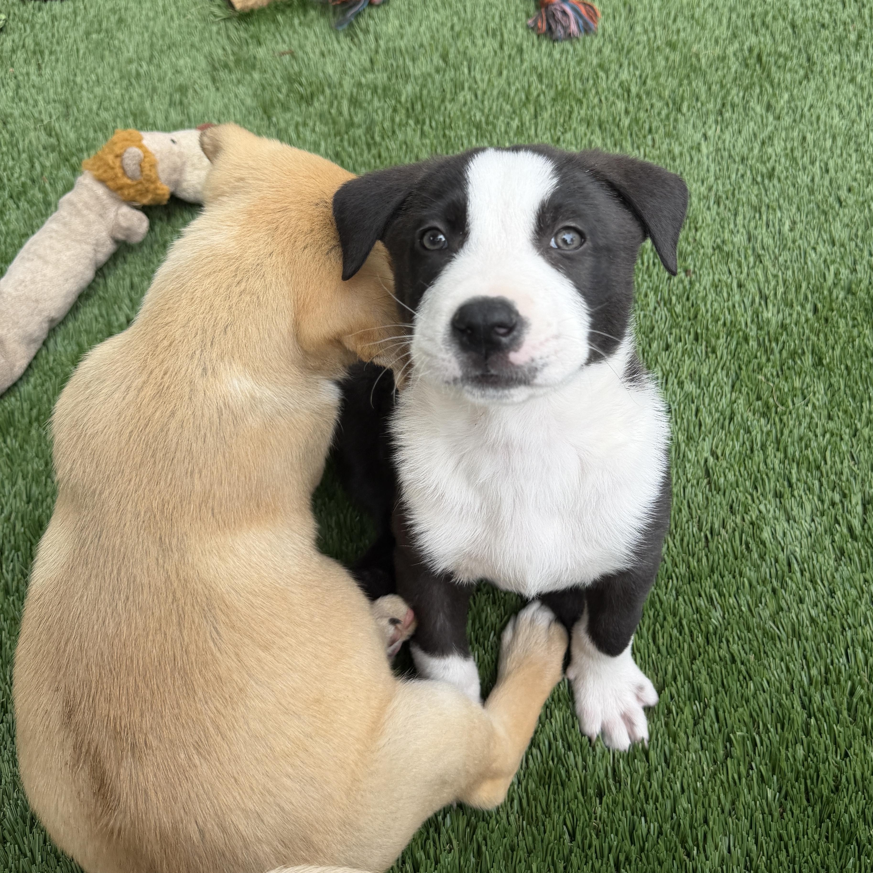 Peter, a Adoptable Mixed Breed in Burbank, CA image 5/5
