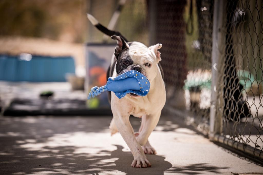 Shmoo, Adoptable, Young Female Boxer & English Bulldog.