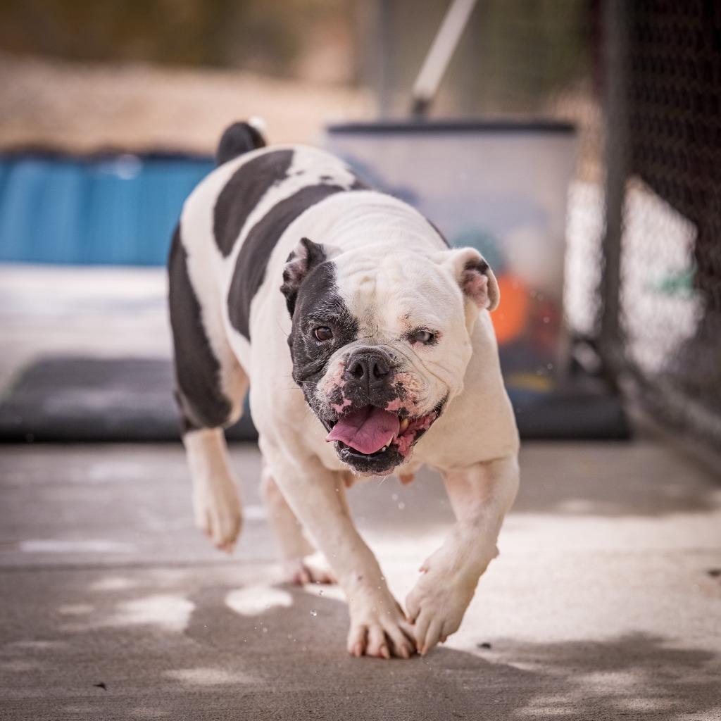 Enlarge Shmoo, a Adoptable mixed breed in Twentynine Palms, CA image 2/5