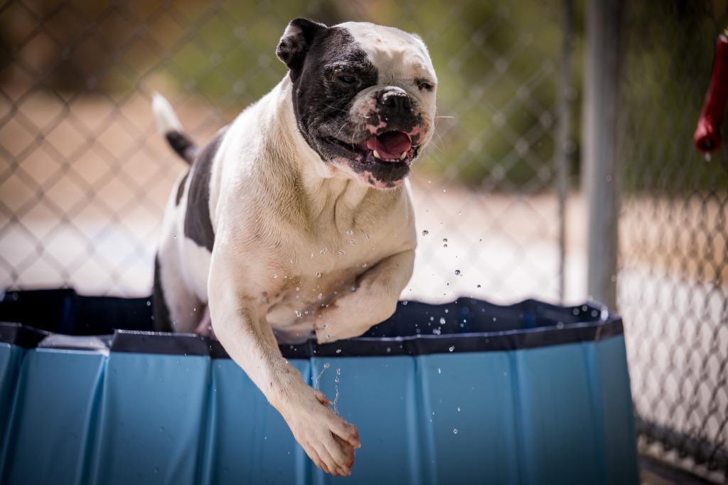 Enlarge Shmoo, a Adoptable mixed breed in Twentynine Palms, CA image 3/5