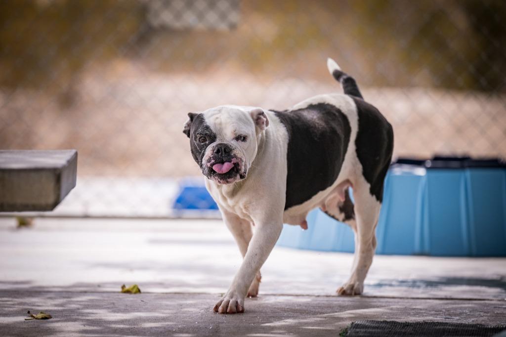 Enlarge Shmoo, a Adoptable mixed breed in Twentynine Palms, CA image 4/5