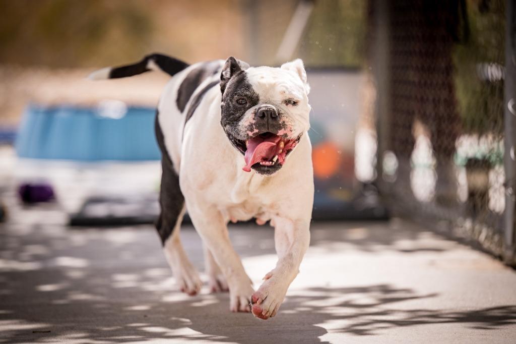 Enlarge Shmoo, a Adoptable mixed breed in Twentynine Palms, CA image 5/5